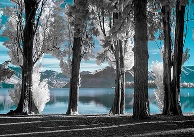 Poplar trees on the shore