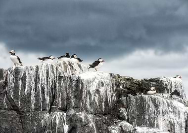 a six image panorama of Puffins shot from the deck of t ...