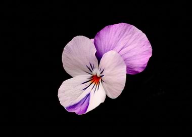Small flower on a black background