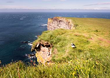A puffin walks along the cliffs edge in Latrabjarg, Ice ...