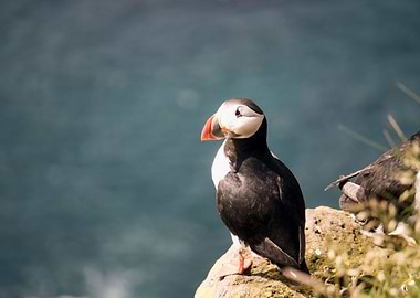 A puffin on the edge of a cliff in Latrabjarg, Iceland. ...