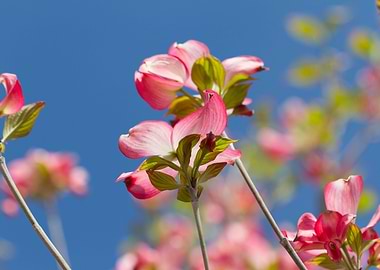 magnolia in the garden