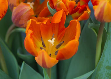 tulips in bloom