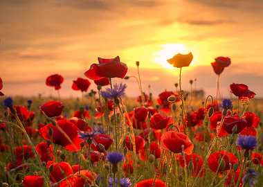 Poppyfield at Sunset