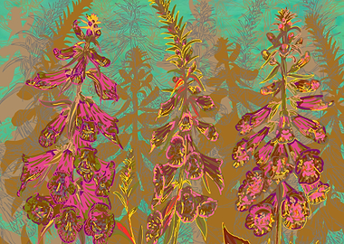 Vibrant pink foxgloves, illuminating a shady woodland g ...