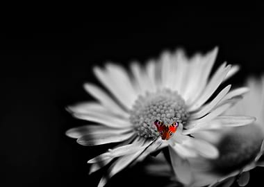 A beautiful coloured butterfly resting on a black and w ...
