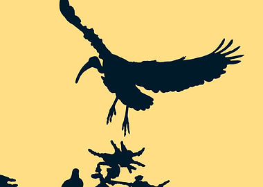 sacred ibis bird fly in the sky