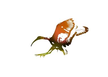 sacred ibis bird fly in the sky