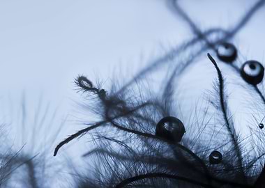 Waterdrops