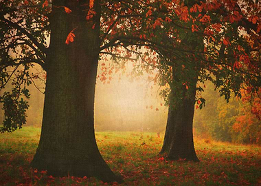 A misty foggy Autumn day on Hampstead heath London Uk