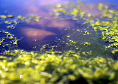 A tidal pool...Or another dimension?