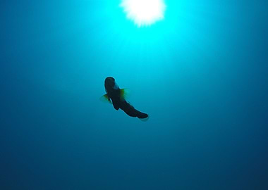Single clownfish swimming in the blue sea. Picture was ...