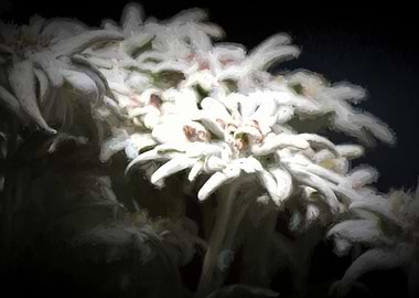 edelweiss in the mountain