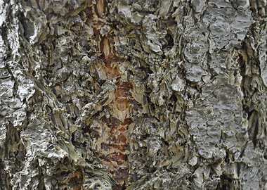 The bark of a tree.