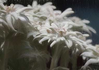 edelweiss in the mountain