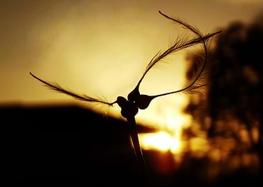 Flowing Feather Seeds