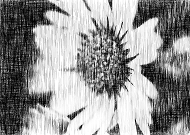 white daisies in spring