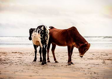 Magnificent couple of sacred cattle striding at the bea ...