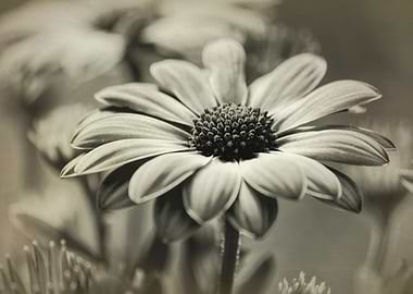 grbera in the garden