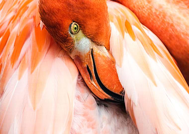 Close up of pink Flamingo with head in featers