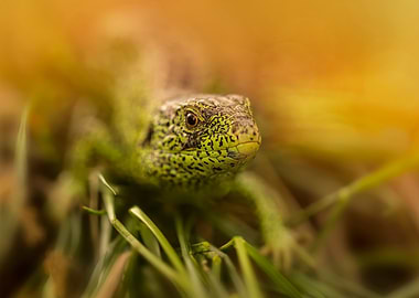 Green lizard