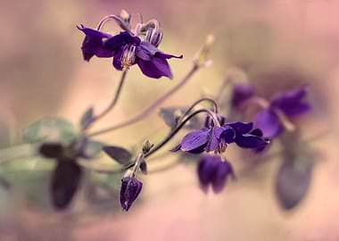 Violet columbine flowers