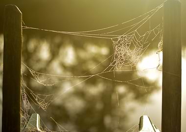 photograph of a spider web on a early morning in Octobe ...