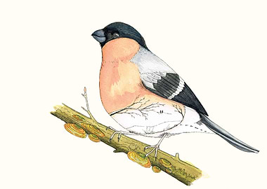 This is a mix between a bird and à landscape. hand draw ...