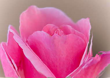 pink rose
