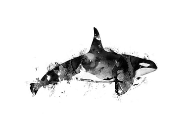 Killer Whale