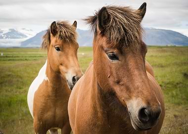 Two Icelandic horses with mountains and glaciers in the ...