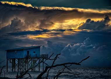 Little Blue stands against the elements