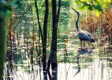 Great blue heron in Ostpark Frankfurt Germany.