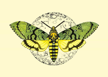 butterfly and the moon