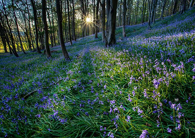 Sunset over the Bluebells in the woods near Margam Coun ...