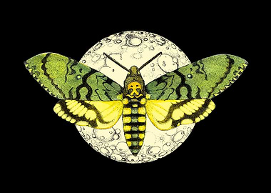 A butterfly in the night