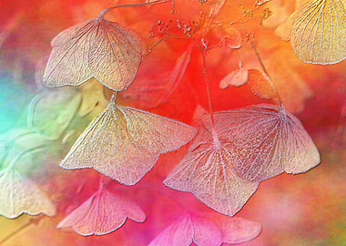 lovely colored withered hydrangea