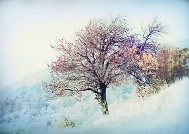 tree on mountain in the autumn mist