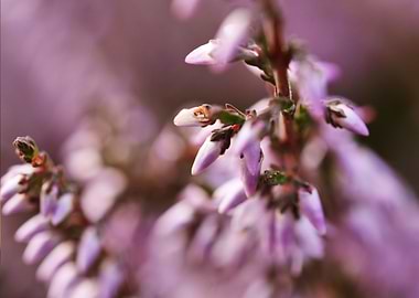 Detail of mountain flowers at sunset.