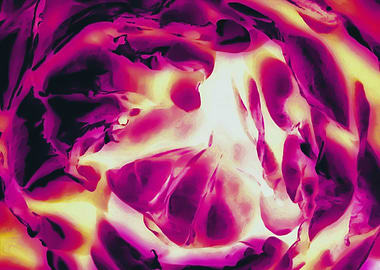 closeup pink rose texture abstract background