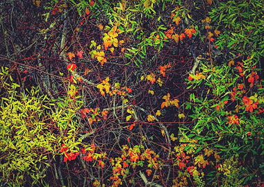 red yellow orange and green leaves background