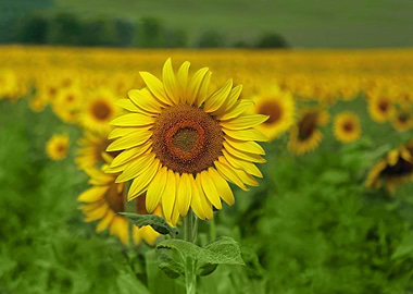 A field of vibrant golden yellow sunflowers in Central ...