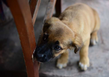 puppy, taken at a hostel near kingston, JM