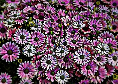 daisies in the garden