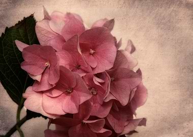 a melody of summer in vintage-look.