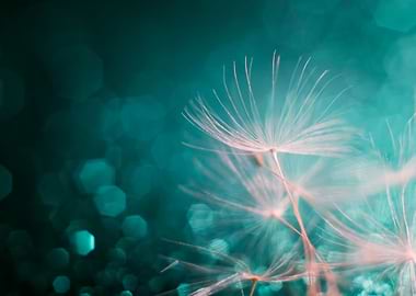Dandelion seeds