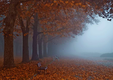 Falling leaf on misty morning.