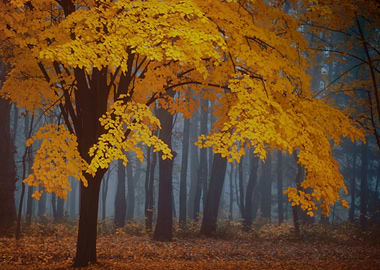 Bright tree in front of misty forest.
