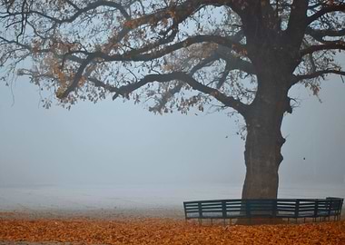 Big bench for good friendly gatherings
