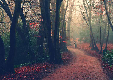 foggy forest (Highgate woods uk)